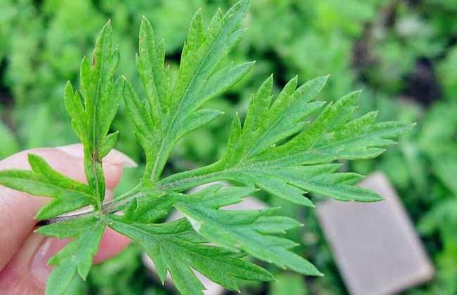 艾葉泡腳的功效與作用：長期用艾葉泡腳，身體會有哪些改變？